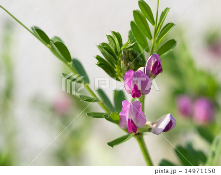 春の野のヤハズエンドウ 14971150