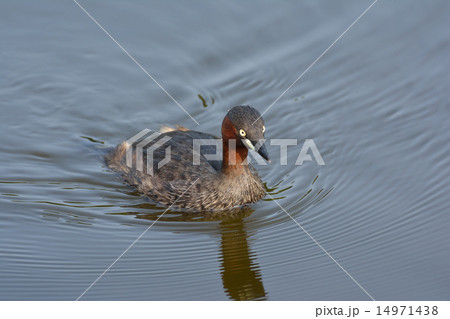 池で泳ぐカイツブリ 池で泳ぐカイツブリ 14971438