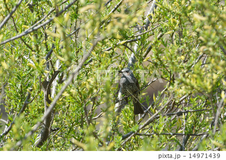 新緑の中に止まるヒヨドリ 14971439