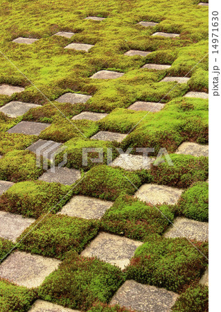 京都 東福寺 小市松の庭園 京都 東福寺 小市松の庭園 14971630