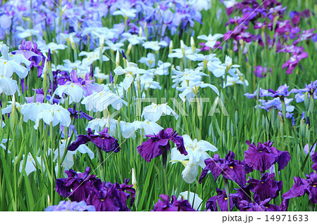 花菖蒲 14971633