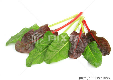 Chard (Beta vulgaris) 14971695