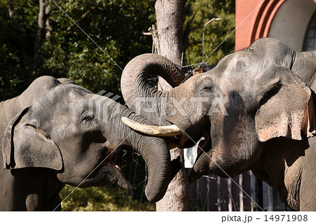 インドゾウ 14971908