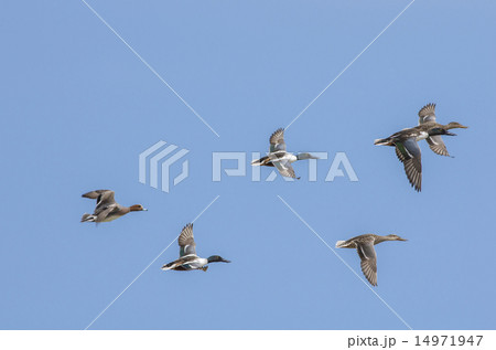 鳥の飛翔 14971947