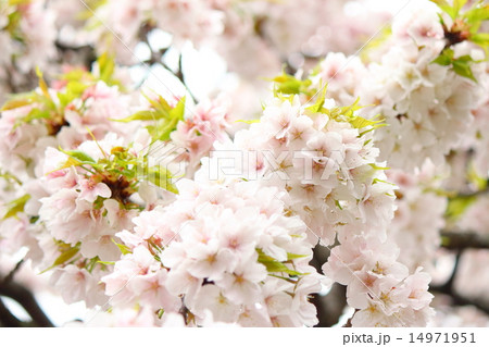 さくら(仙台しだれ桜) さくら(仙台しだれ桜) 14971951