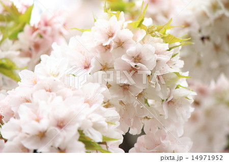 さくら(仙台しだれ桜） 14971952