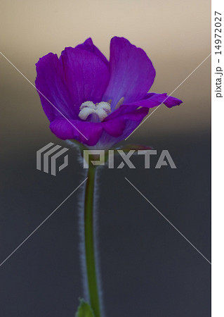 violet carnation  in grey and brown 14972027