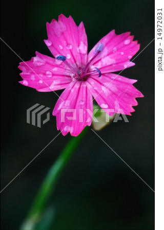 wild violet carnation parviflorum epilobium wild violet carnation parviflorum epilobium 14972031
