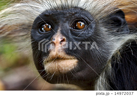zanzibar ape 14972037