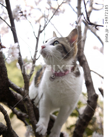 猫と桜 猫と桜 14972185