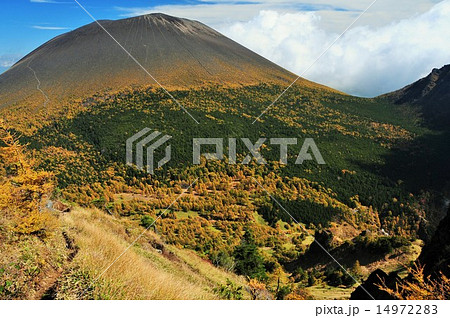 浅間山とカラマツの黄葉 14972283