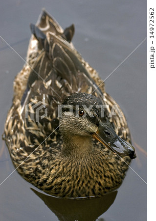 brown duck in the grey 14972562