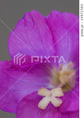 carnation wild violet 14972563