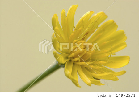 Hieracium Sylvaticum 14972571