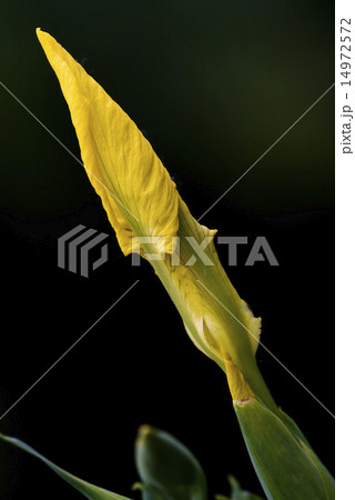 Iris Pseudacorus 14972572