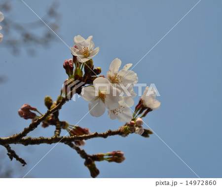 さくらの花 14972860