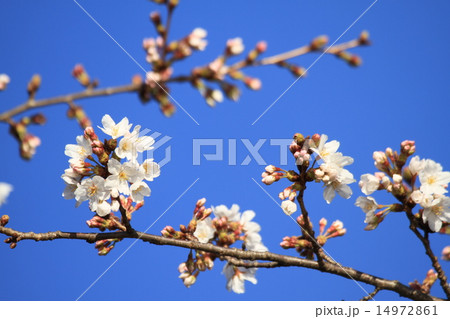 さくらの花 14972861