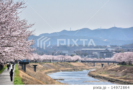 武庫川堰堤の桜並木 14972864