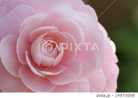 ツバキ ツバキ 14973008