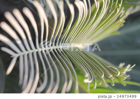 Fresh green watercress on a wooden backgrounds Fresh green watercress on a wooden backgrounds 14973499
