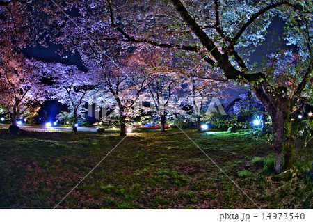 桜のライトアップ 14973540