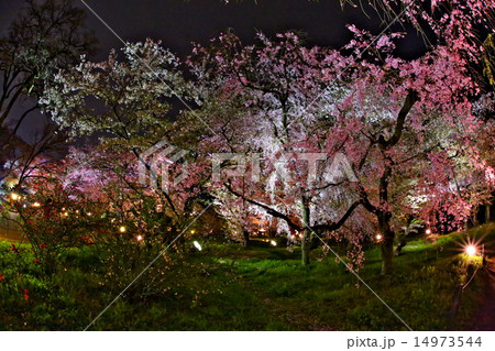 桜のライトアップ 14973544