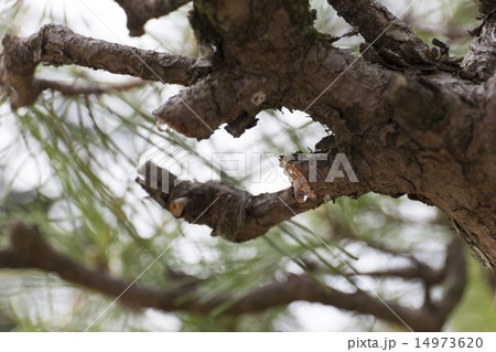 松ヤニ 松ヤニ 14973620