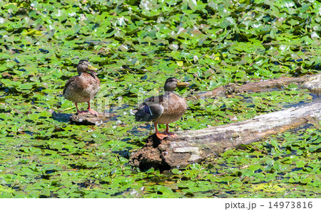wild ducks sitting on a snag among water lilies 14973816