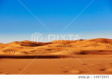 Camel caravan in Sahara desert 14973955