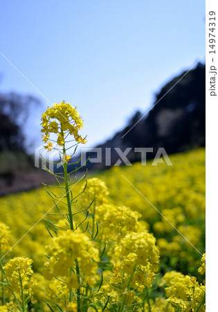 菜の花 14974319