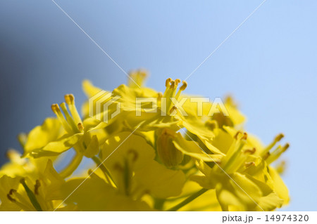 菜の花 菜の花 14974320
