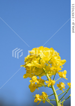 菜の花 菜の花 14974321