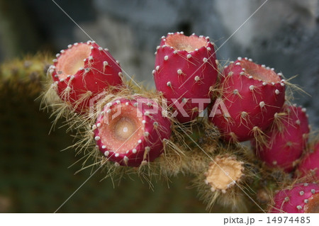 Prickly Pear Cactus 14974485