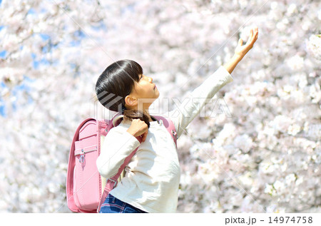 桜と小学生の女の子 桜と小学生の女の子 14974758