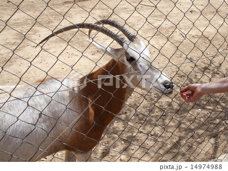 Feeding an antelope at the zoo 14974988