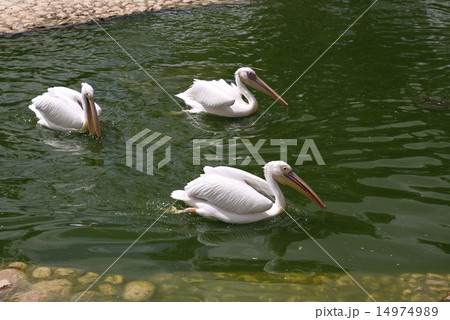 Pelicans swim in the pond 14974989