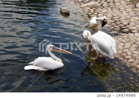 Three pelicans at the zoo Three pelicans at the zoo 14974990