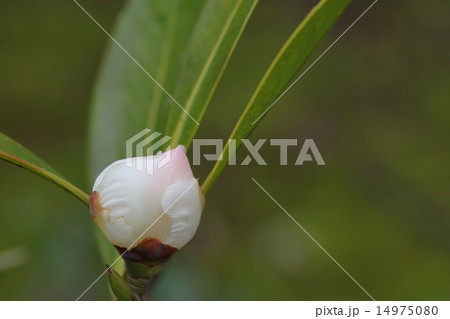 大東茶の花の蕾 14975080
