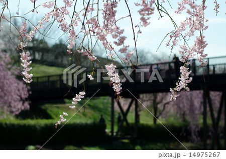 枝垂桜と橋の風景 枝垂桜と橋の風景 14975267