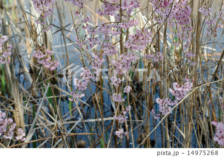 水辺の枝垂桜(シダレサクラ) 14975268
