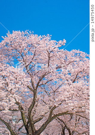 さくら 14975450
