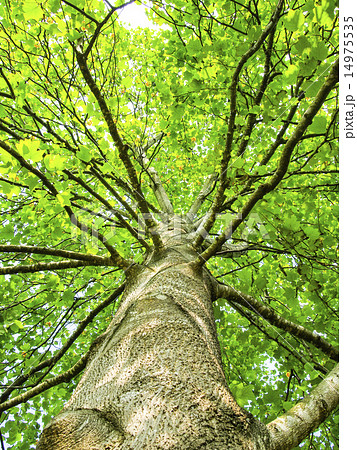 ユリの木 ユリの木 14975535