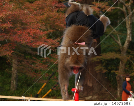 さるの逆立ちの写真素材