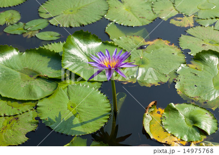 Lotus and lotus ponds. 14975768