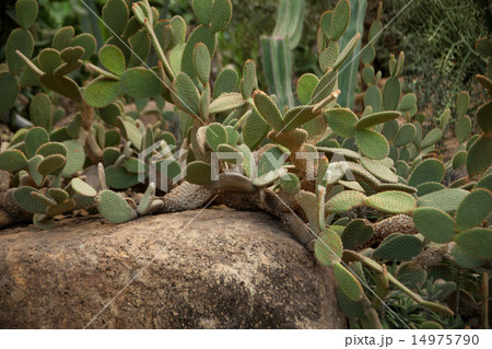 Cactus Cactus 14975790