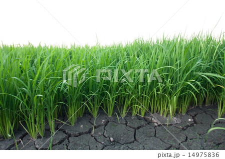 Seedlings of rice. Seedlings of rice. 14975836