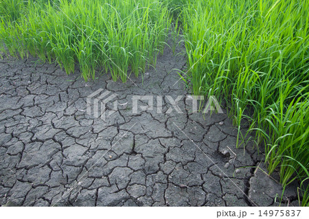 Seedlings of rice. 14975837