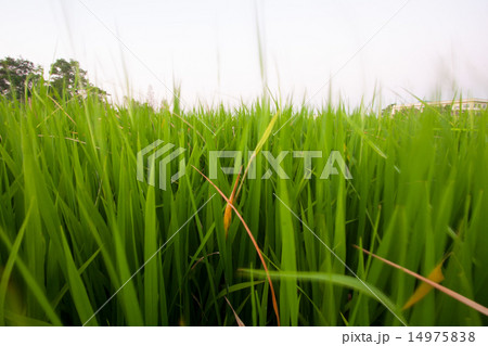 Seedlings of rice. 14975838