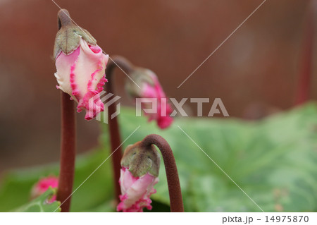 フリンジ咲きシクラメンの花の蕾の写真素材