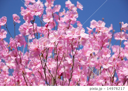 アカヤシオ 14976217